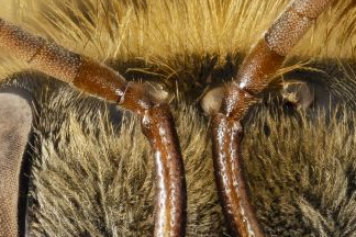 Stingless bee, original, enlarged normally