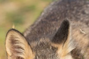 Young red fox, original, enlarged normally