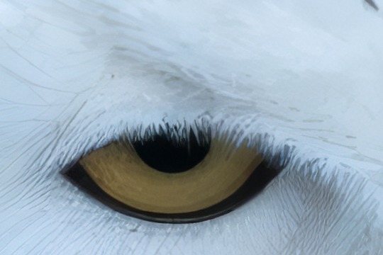 The same detail upscaled by the High Fidelity model