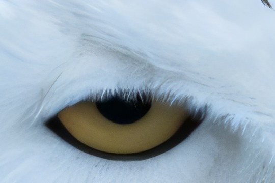 The same detail upscaled by the UltraSharp model