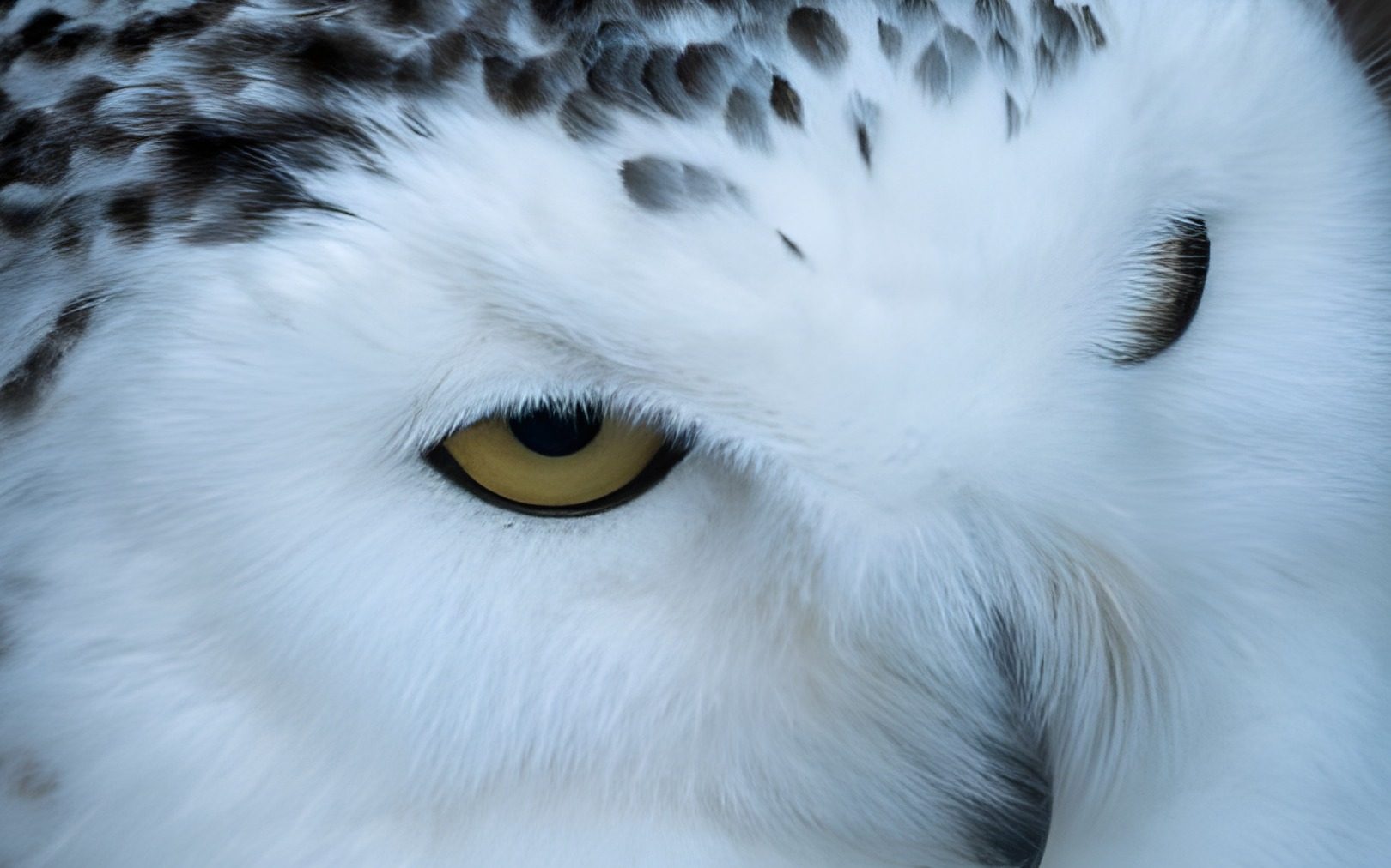 A snowy owl's face, upscaled 4× by PixelForge