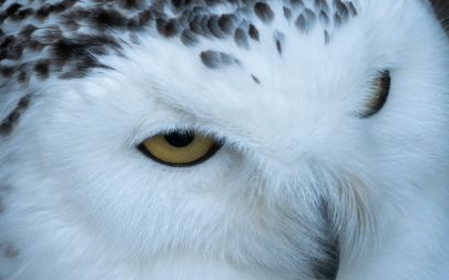 A snowy owl's face, original, enlarged normally